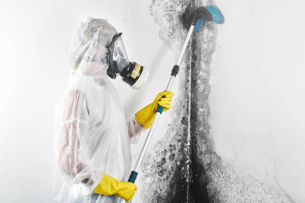 Best Comprehensive Air Testing for Mold Contaminants  in Washington Park, IL