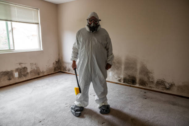 Best Mold Damage Restoration  in Washington Park, IL